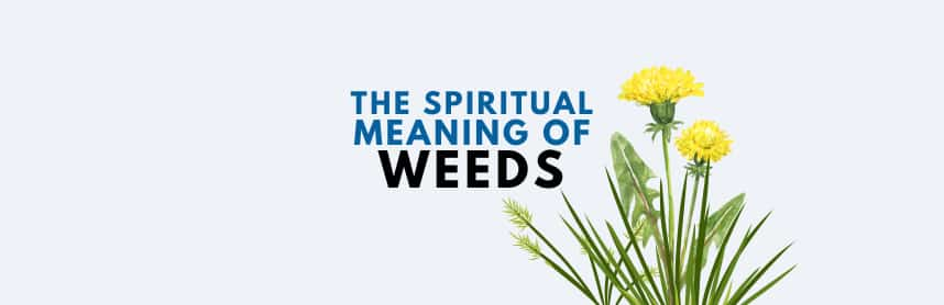 The Spiritual Meaning of Weeds